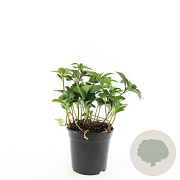 Pachysandra terminalis GM C1.3