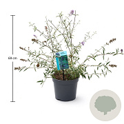 Buddleja d. 'Nanho Blue' 50-60 cm 3,5L