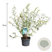 Buddleja d. 'White Profusion' 50-60 cm 3,5L