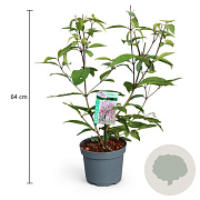 Callicarpa bod. 'Profusion' 40-50 cm 3,5L