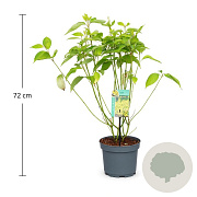 Cornus alba 'Aurea' 50-60 cm 3,5L