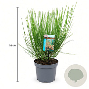 Cytisus 'Lena' 30-40 cm 3,5L
