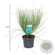 Cytisus praecox 'Albus' 30-40 cm 3,5L