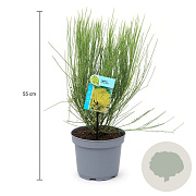 Cytisus praecox 'Allgold' 30-40 cm 3,5L