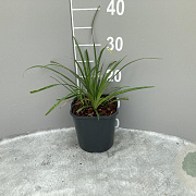 Liriope muscari 'Big Blue' GM 2,0L