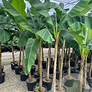 Musa basjoo GM C5