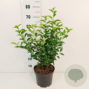 Prunus l. 'Angustifolia' 40-50 cm 5,0L