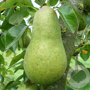 Pyrus c. 'Williams' struik wortelgoed