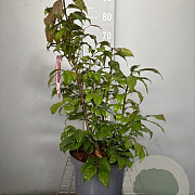 Euonymus alat. 'Compactus' 40-50 cm 7,5L