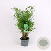 Fargesia rufa 60-80 cm 7,5L