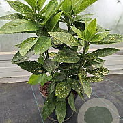 Aucuba jap. 'Variegata' 40-50 cm 5,0L