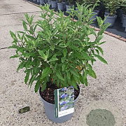 Caryopteris cland. Grand Bleu 40-45 cm 5,0L