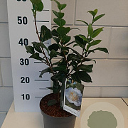 Camellia j. 'Brushfield's Yellow' 30-40 cm 3,0L