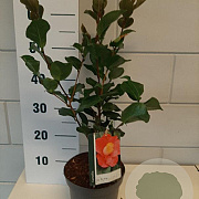 Camellia j. 'Dr King' 30-40 cm 3,0L