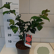 Camellia j. 'Principessa Baciocchi' 40-45 cm 3,0L