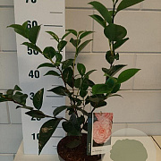 Camellia j. 'William Bartlett' 30-40 cm 3,0L