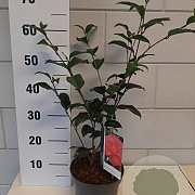 Camellia ret. 'Mary Williams' 40-45 cm 3,0L