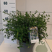 Ceanothus thyrsiflorus repens 30-40 cm 7,5L