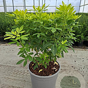 Choisya t. Sundance 40-45 cm 10L
