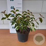 Cornus sang. 'Midwinter Fire' 40-60 cm 3,0L