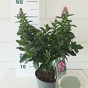 Escallonia laevis Pink Elle 30-40 cm 3,0L