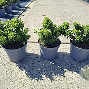 Escallonia laevis Showstopper GM C3