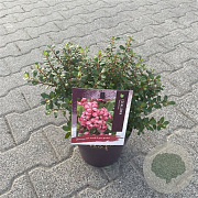 Escallonia 'Red Dream' 20-25 cm 3,0L