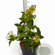 Hedera colchica 'Fall Favourite' 30-40 cm 3,0L potgekweekt