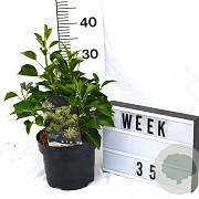 Hedera hel. 'Arborescens' 30-40 cm 3,0L potgekweekt