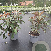 Hydrangea asp. Hot Chocolate 35-40 cm 5,0L