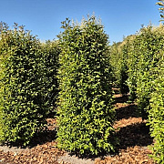 Ligustrum luc. Green Screen 200-225 cm draadkluit extra