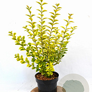 Ligustrum oval. 'Aureum' 30-40 cm 3,0L potgekweekt