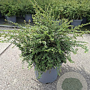 Lonicera nit. 'Elegant' 30-35 cm 5,0L
