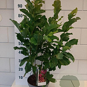 Magnolia 'Susan' 40-60 cm 5,0L