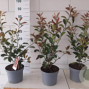 Photinia fraseri 'Red Robin' 50-60 cm 5,0L