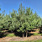 Pinus sylvestris 250-300 cm draadkluit meerstammig 350-400 diameter
