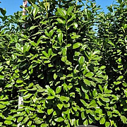 Prunus l. 'Novita' 225-250 cm draadkluit extra