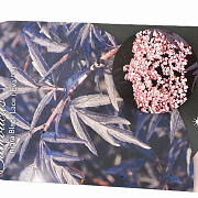Sambucus nigra Black Lace 40-50 cm 3,0L potgekweekt