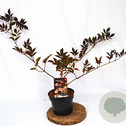 Sambucus nigra 'Thundercloud' 30-40 cm 3,0L potgekweekt