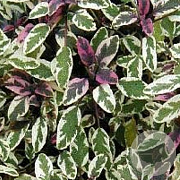 Salvia off. 'Tricolor' GM P9