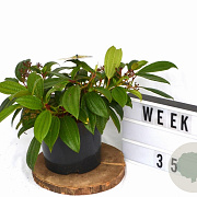 Viburnum davidii 40-50 cm 5,0L potgekweekt