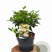 Viburnum tin. 'Eve Price' 30-40 cm 3,0L potgekweekt