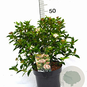 Viburnum tin. 'Eve Price' 40-50 cm 5,0L potgekweekt