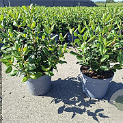 Viburnum tin. 'Gwenllian' 30-35 cm 5,0L