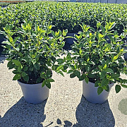 Viburnum tinus 30-35 cm 5,0L