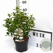 Viburnum tinus 30-40 cm 3,0L potgekweekt