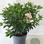 Viburnum tinus 40-50 cm 10L