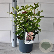 Viburnum tin. Lisarose 30-35 cm 5,0L