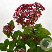 Viburnum tin. Lisarose 40-50 cm 3,0L potgekweekt