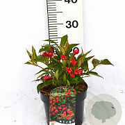 Weigela All Summer Red 30-40 cm 3,0L potgekweekt